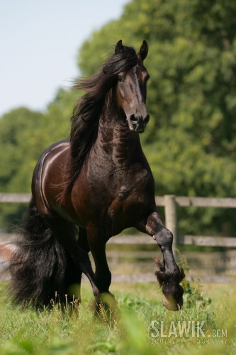 Friese_Tjade_45.JPG