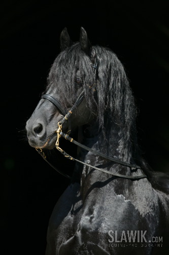 Friese_Quintus_67.JPG
